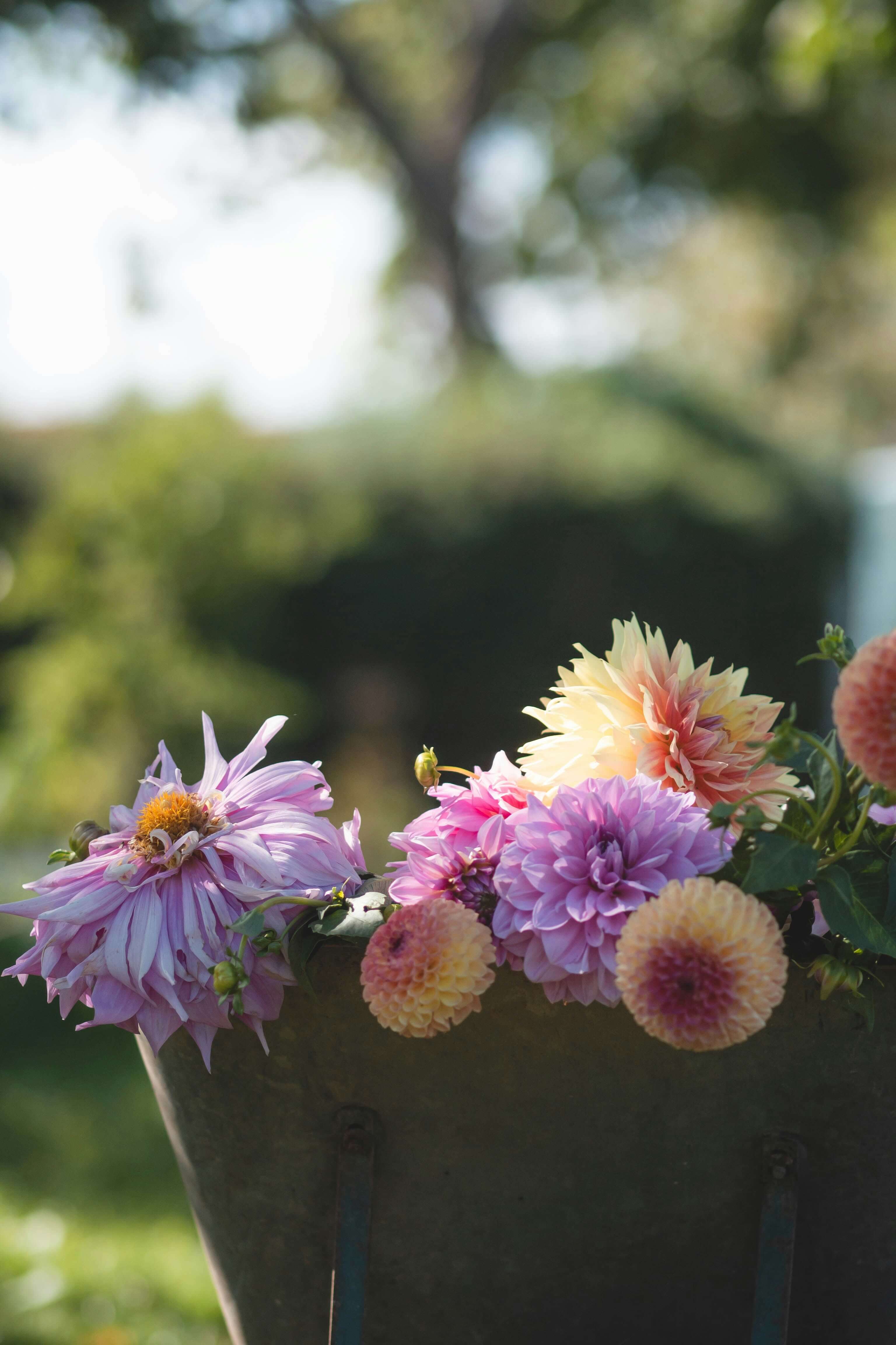 Mixed Dahlia Flower